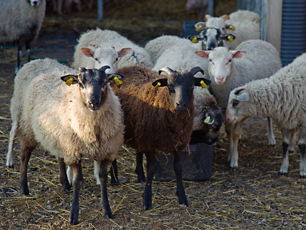 Lampaita